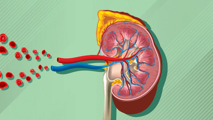 8 Good Ways to Keep Your Kidneys Healthy